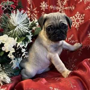 Belle, Pug Puppy
