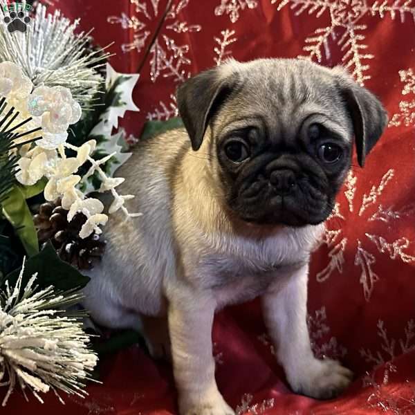 Belle, Pug Puppy