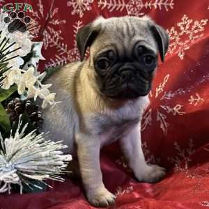 Belle, Pug Puppy