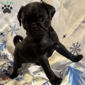 Buffy, Pug Puppy