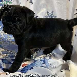 Buffy, Pug Puppy