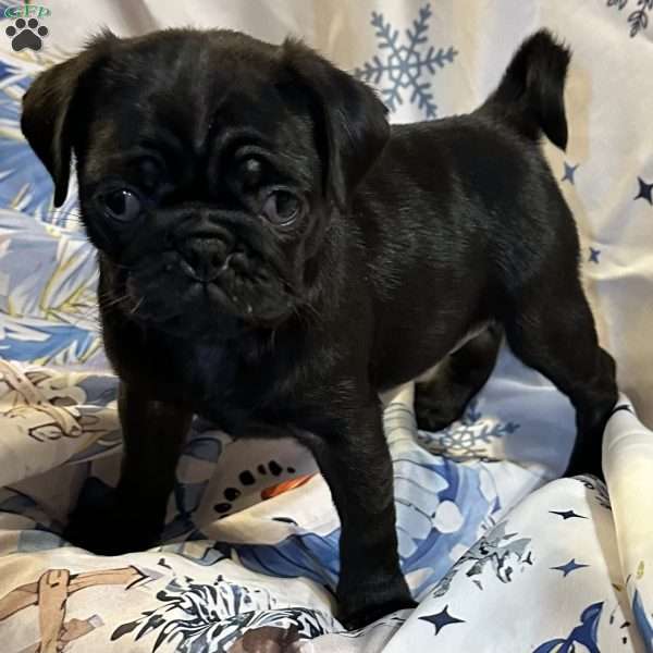 Buffy, Pug Puppy