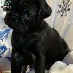 Buffy, Pug Puppy