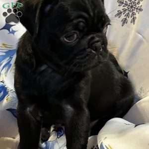 Buffy, Pug Puppy