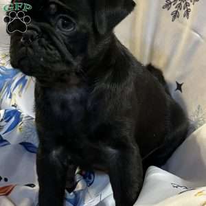 Buffy, Pug Puppy