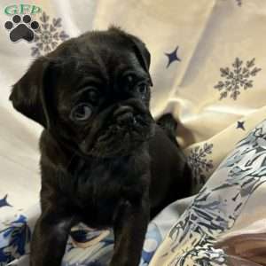Buffy, Pug Puppy