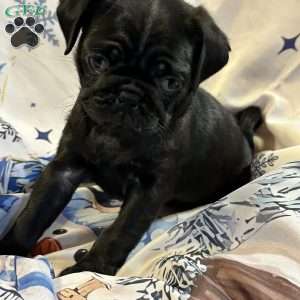 Buffy, Pug Puppy