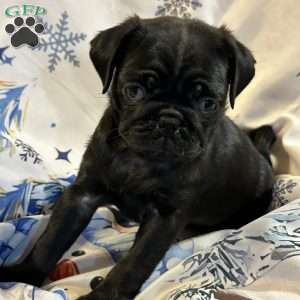 Buffy, Pug Puppy