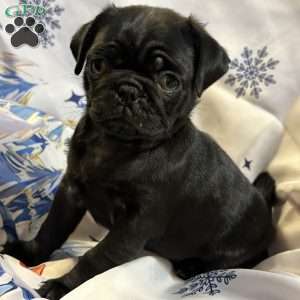 Buffy, Pug Puppy