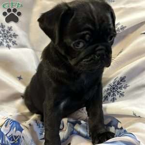 Buffy, Pug Puppy