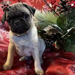Blaze, Pug Puppy