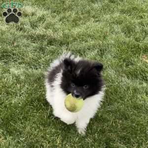 Riley, Pomeranian Puppy