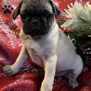 Blaze, Pug Puppy