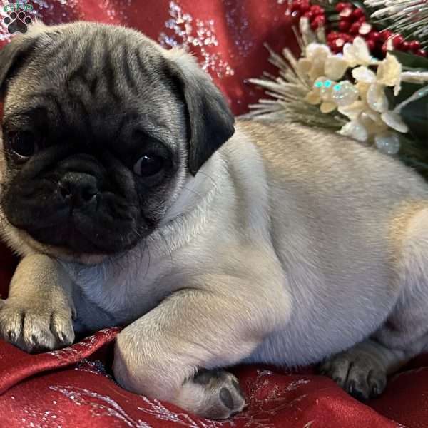 Blaze, Pug Puppy