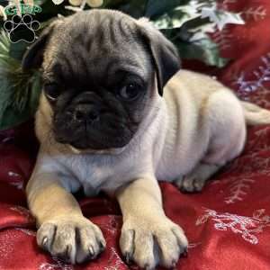 Blaze, Pug Puppy