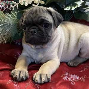 Blaze, Pug Puppy