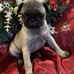 Buttercup, Pug Puppy