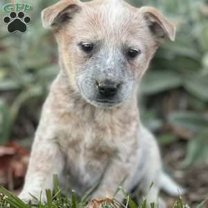 Ruthie, Blue Heeler – Australian Cattle Dog Puppy