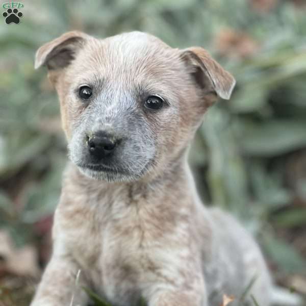 Ruthie, Blue Heeler – Australian Cattle Dog Puppy