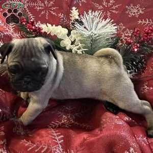 Buttercup, Pug Puppy