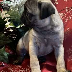 Buttercup, Pug Puppy