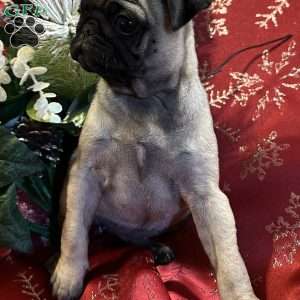 Buttercup, Pug Puppy