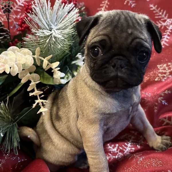 Buttercup, Pug Puppy