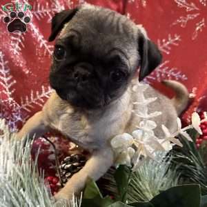 Buttercup, Pug Puppy