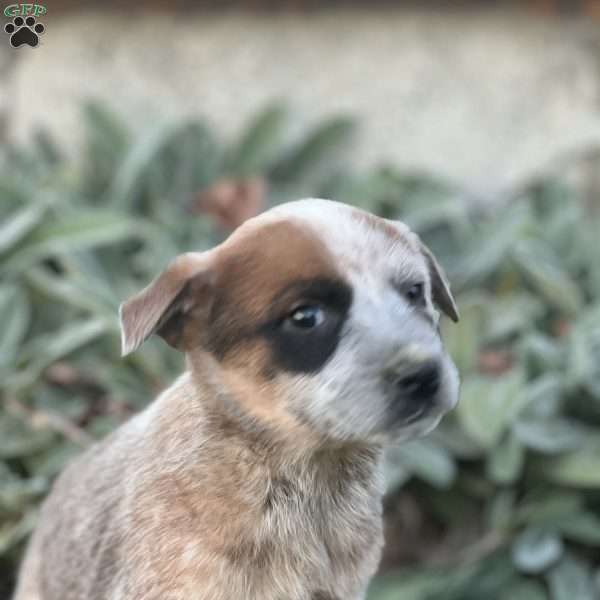 Rochelle, Blue Heeler – Australian Cattle Dog Puppy