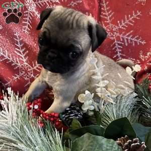 Buttercup, Pug Puppy