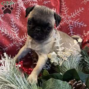 Buttercup, Pug Puppy