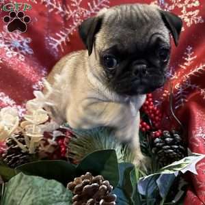 Buttercup, Pug Puppy