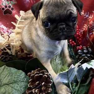 Buttercup, Pug Puppy