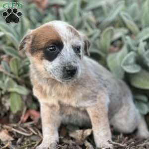 Rochelle, Blue Heeler – Australian Cattle Dog Puppy