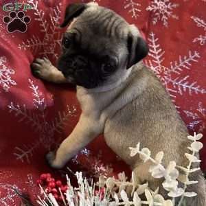 Buttercup, Pug Puppy