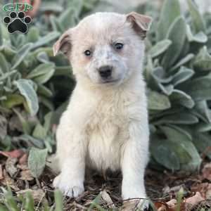 Rufus, Blue Heeler – Australian Cattle Dog Puppy