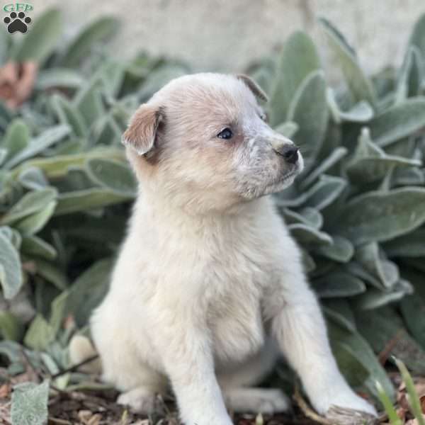 Rufus, Blue Heeler – Australian Cattle Dog Puppy