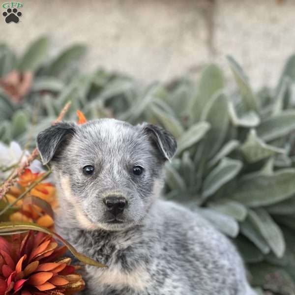 Reggie, Blue Heeler – Australian Cattle Dog Puppy