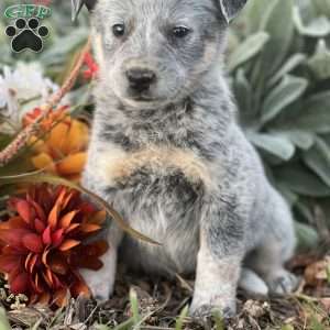 Reggie, Blue Heeler – Australian Cattle Dog Puppy