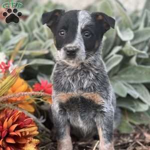 Dante, Blue Heeler – Australian Cattle Dog Puppy