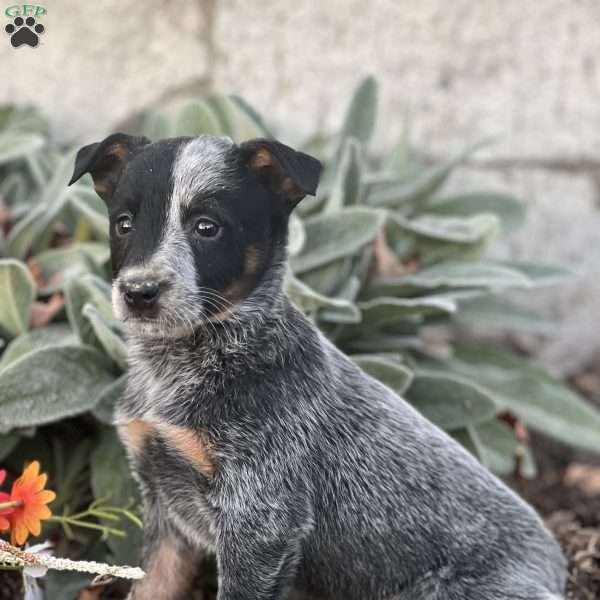 Dante, Blue Heeler – Australian Cattle Dog Puppy