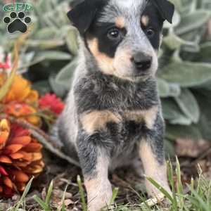 Dexter, Blue Heeler – Australian Cattle Dog Puppy