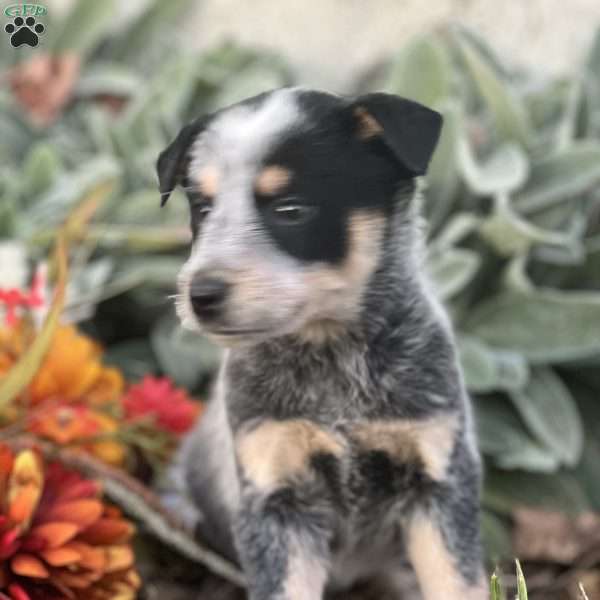 Dexter, Blue Heeler – Australian Cattle Dog Puppy