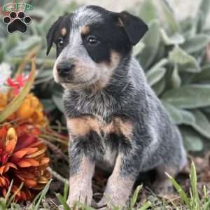 Darcy, Blue Heeler – Australian Cattle Dog Puppy