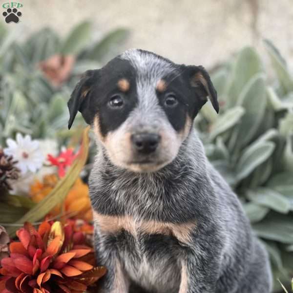 Darcy, Blue Heeler – Australian Cattle Dog Puppy