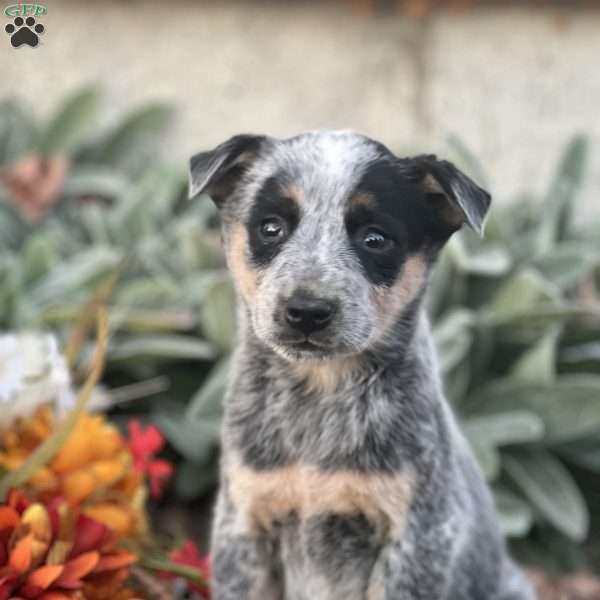 Duke, Blue Heeler – Australian Cattle Dog Puppy