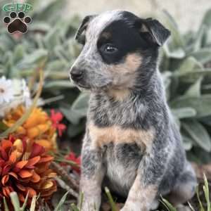Duke, Blue Heeler – Australian Cattle Dog Puppy