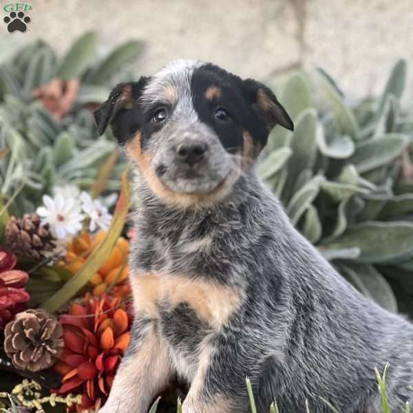 Dondy, Blue Heeler – Australian Cattle Dog Puppy