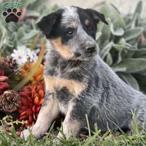 Dondy, Blue Heeler – Australian Cattle Dog Puppy