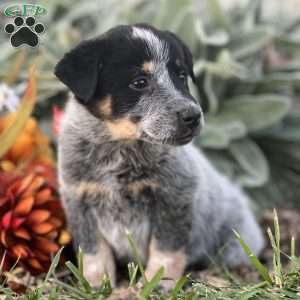 Drew, Blue Heeler – Australian Cattle Dog Puppy